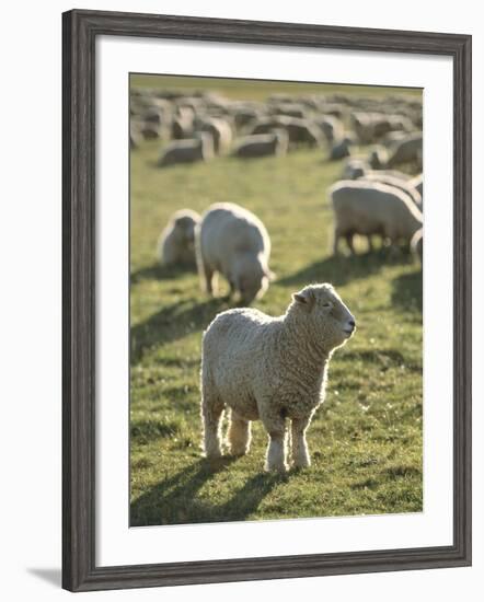 New Zealand, Sheep on the Pasture-Thonig-Framed Photographic Print