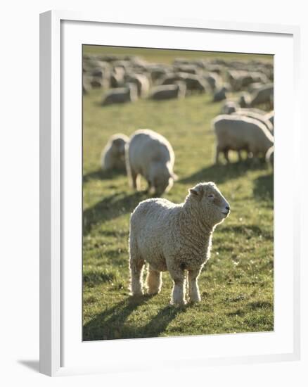 New Zealand, Sheep on the Pasture-Thonig-Framed Photographic Print
