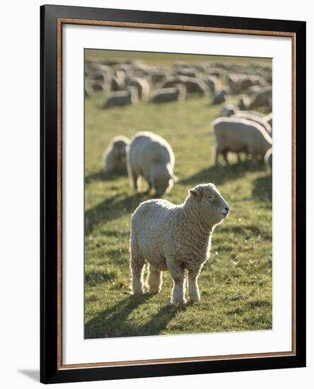 New Zealand, Sheep on the Pasture-Thonig-Framed Photographic Print