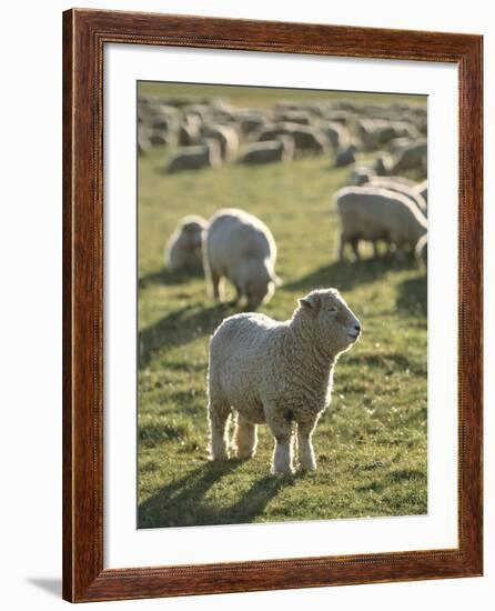 New Zealand, Sheep on the Pasture-Thonig-Framed Photographic Print