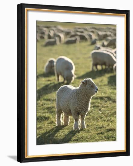 New Zealand, Sheep on the Pasture-Thonig-Framed Photographic Print