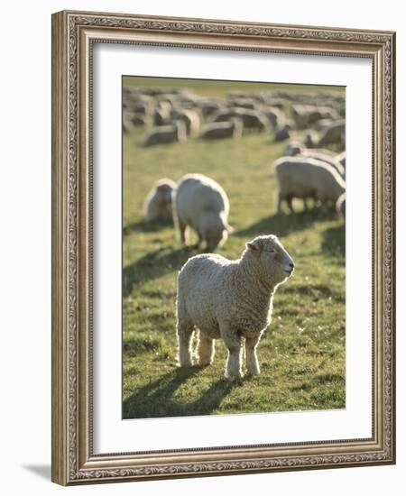 New Zealand, Sheep on the Pasture-Thonig-Framed Photographic Print