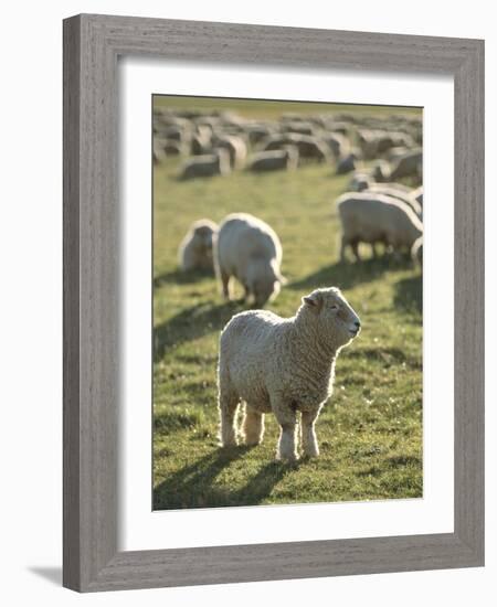 New Zealand, Sheep on the Pasture-Thonig-Framed Photographic Print