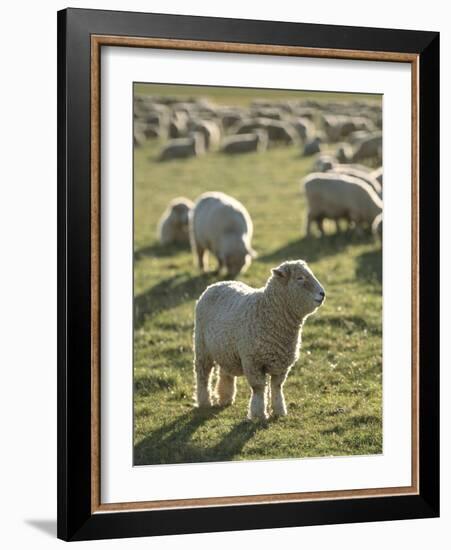 New Zealand, Sheep on the Pasture-Thonig-Framed Photographic Print