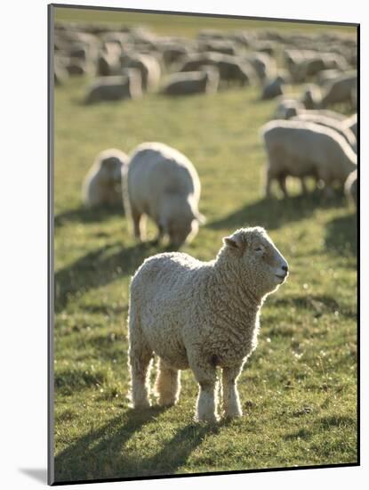 New Zealand, Sheep on the Pasture-Thonig-Mounted Photographic Print