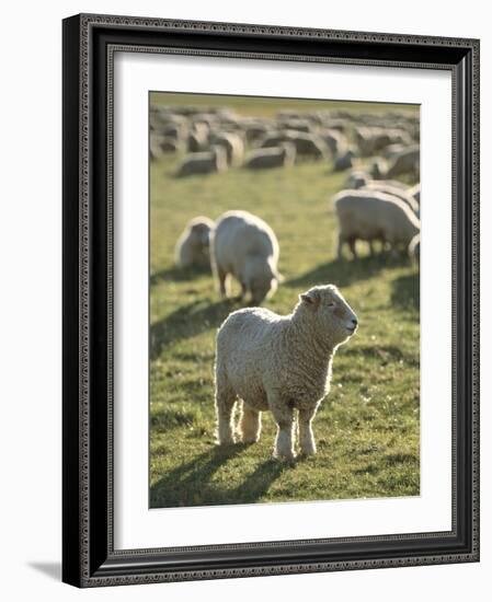 New Zealand, Sheep on the Pasture-Thonig-Framed Photographic Print