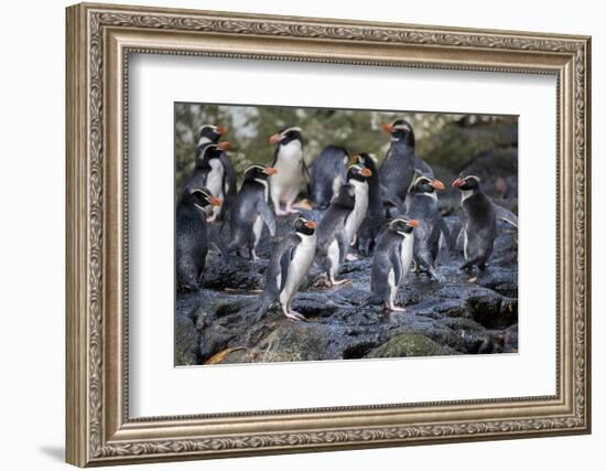 New Zealand, Snares Islands, The Snares. Snares crested penguin.-Cindy Miller Hopkins-Framed Photographic Print