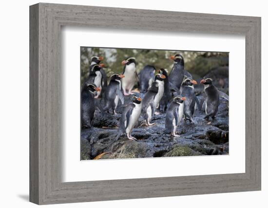 New Zealand, Snares Islands, The Snares. Snares crested penguin.-Cindy Miller Hopkins-Framed Photographic Print