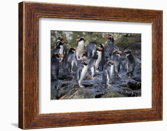 New Zealand, Snares Islands, The Snares. Snares crested penguin.-Cindy Miller Hopkins-Framed Photographic Print