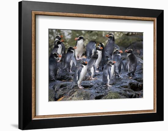 New Zealand, Snares Islands, The Snares. Snares crested penguin.-Cindy Miller Hopkins-Framed Photographic Print