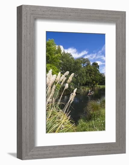 New Zealand, South Island, Christchurch, punting on the Avon River-Walter Bibikow-Framed Photographic Print