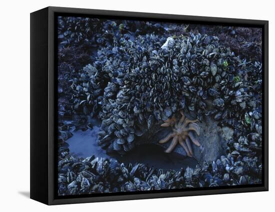 New Zealand, South Island, Coast, Rock, Oysters and Starfishes-Thonig-Framed Premier Image Canvas