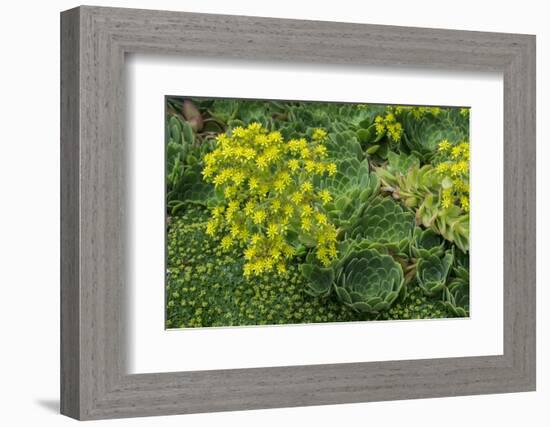 New Zealand, South Island, Dunedin, Otago Peninsula. Succulent Garden.-Cindy Miller Hopkins-Framed Photographic Print