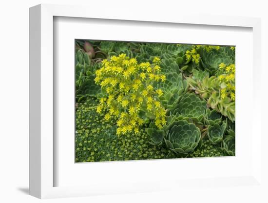 New Zealand, South Island, Dunedin, Otago Peninsula. Succulent Garden.-Cindy Miller Hopkins-Framed Photographic Print