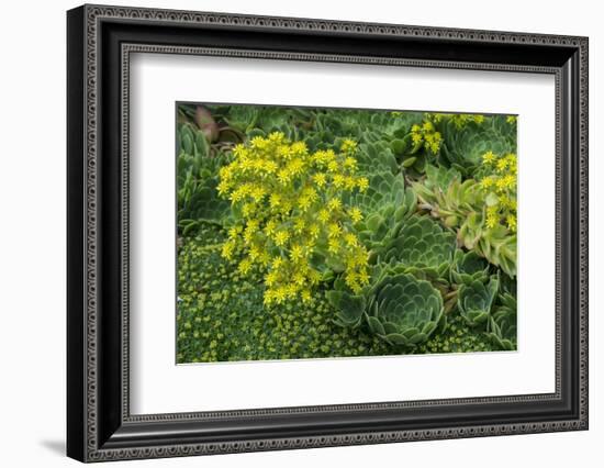 New Zealand, South Island, Dunedin, Otago Peninsula. Succulent Garden.-Cindy Miller Hopkins-Framed Photographic Print