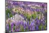 New Zealand, South Island. Field of blooming lupine.-Jaynes Gallery-Mounted Photographic Print