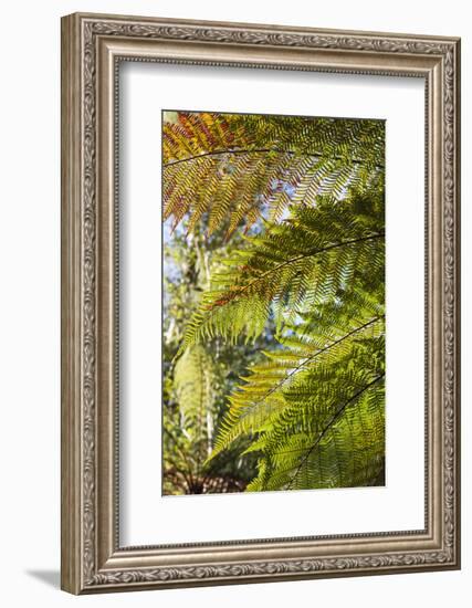 New Zealand, South Island, Fox Glacier Village, Lake Matheson, ferns-Walter Bibikow-Framed Photographic Print