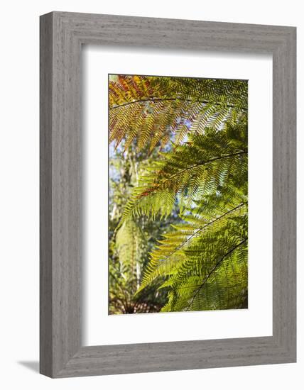 New Zealand, South Island, Fox Glacier Village, Lake Matheson, ferns-Walter Bibikow-Framed Photographic Print