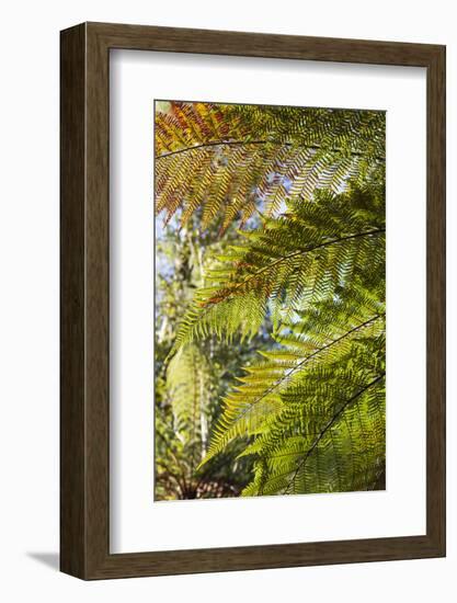 New Zealand, South Island, Fox Glacier Village, Lake Matheson, ferns-Walter Bibikow-Framed Photographic Print