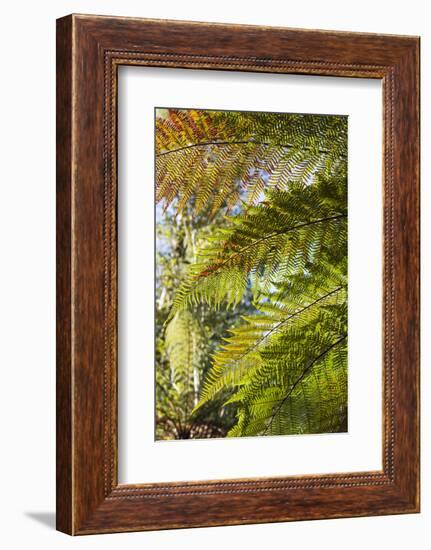 New Zealand, South Island, Fox Glacier Village, Lake Matheson, ferns-Walter Bibikow-Framed Photographic Print