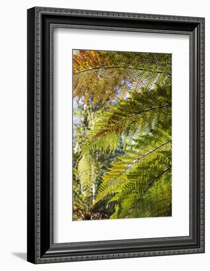 New Zealand, South Island, Fox Glacier Village, Lake Matheson, ferns-Walter Bibikow-Framed Photographic Print