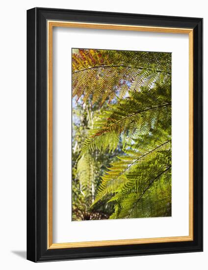 New Zealand, South Island, Fox Glacier Village, Lake Matheson, ferns-Walter Bibikow-Framed Photographic Print