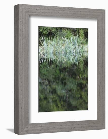 New Zealand, South Island, Fox Glacier Village, Lake Matheson, reflection-Walter Bibikow-Framed Photographic Print