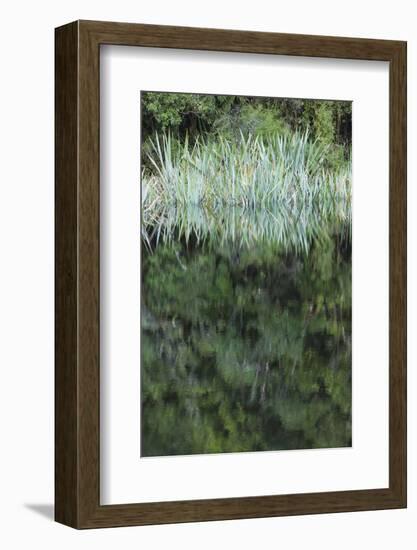 New Zealand, South Island, Fox Glacier Village, Lake Matheson, reflection-Walter Bibikow-Framed Photographic Print