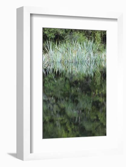 New Zealand, South Island, Fox Glacier Village, Lake Matheson, reflection-Walter Bibikow-Framed Photographic Print