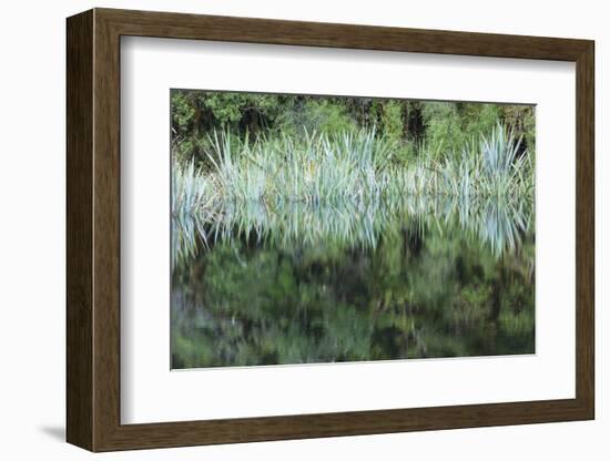 New Zealand, South Island, Fox Glacier Village, Lake Matheson, reflection-Walter Bibikow-Framed Photographic Print