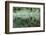 New Zealand, South Island, Fox Glacier Village, Lake Matheson, reflection-Walter Bibikow-Framed Photographic Print