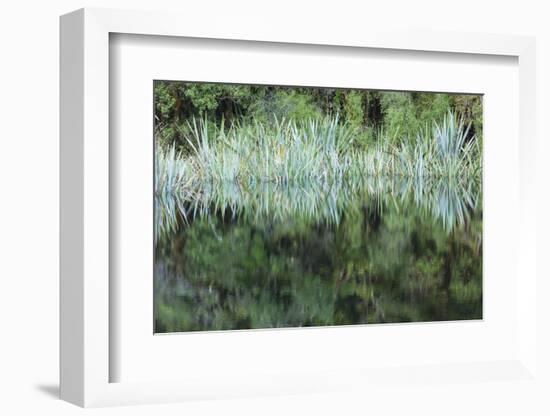 New Zealand, South Island, Fox Glacier Village, Lake Matheson, reflection-Walter Bibikow-Framed Photographic Print