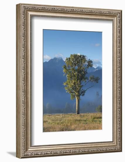 New Zealand, South Island, Fox Glacier Village, Mt. Cook and tree, dawn-Walter Bibikow-Framed Photographic Print