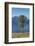 New Zealand, South Island, Fox Glacier Village, Mt. Cook and tree, dawn-Walter Bibikow-Framed Photographic Print