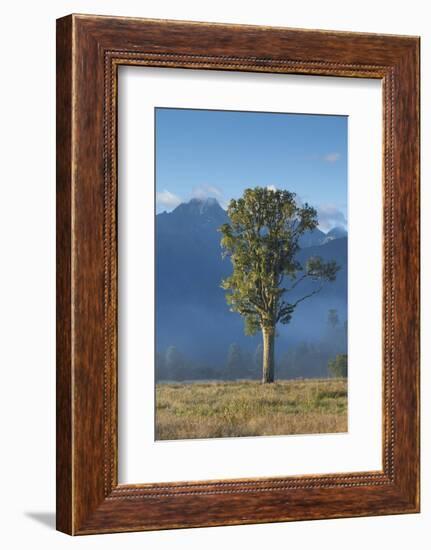 New Zealand, South Island, Fox Glacier Village, Mt. Cook and tree, dawn-Walter Bibikow-Framed Photographic Print