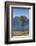 New Zealand, South Island, Fox Glacier Village, Mt. Cook and tree, dawn-Walter Bibikow-Framed Photographic Print