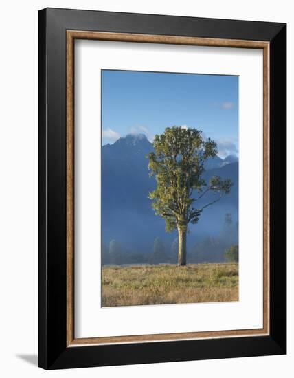 New Zealand, South Island, Fox Glacier Village, Mt. Cook and tree, dawn-Walter Bibikow-Framed Photographic Print