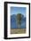 New Zealand, South Island, Fox Glacier Village, Mt. Cook and tree, dawn-Walter Bibikow-Framed Photographic Print