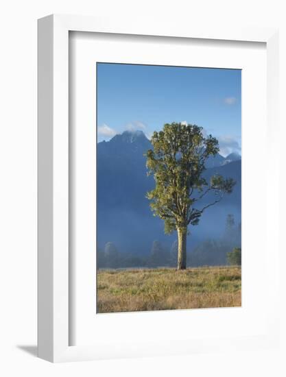 New Zealand, South Island, Fox Glacier Village, Mt. Cook and tree, dawn-Walter Bibikow-Framed Photographic Print