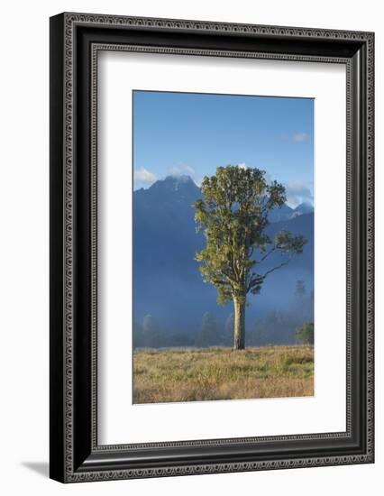 New Zealand, South Island, Fox Glacier Village, Mt. Cook and tree, dawn-Walter Bibikow-Framed Photographic Print