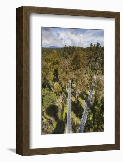 New Zealand, South Island, Hokitika, West Coast Treetops Walkway.-Walter Bibikow-Framed Photographic Print