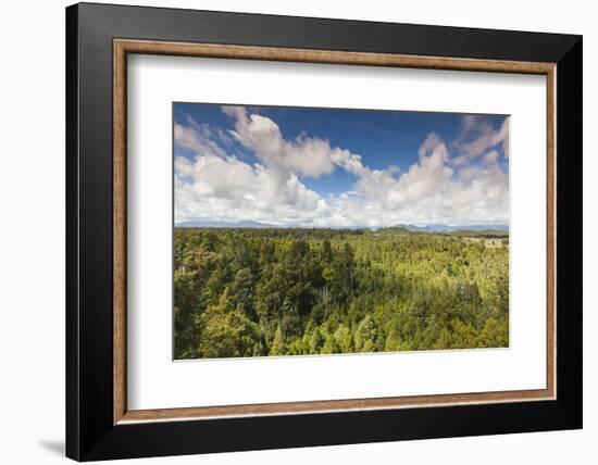 New Zealand, South Island, Hokitika, West Coast Treetops Walkway.-Walter Bibikow-Framed Photographic Print