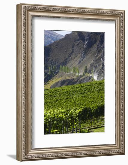 New Zealand, South Island, Otago, Gibbston, vineyard-Walter Bibikow-Framed Photographic Print