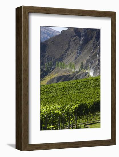 New Zealand, South Island, Otago, Gibbston, vineyard-Walter Bibikow-Framed Photographic Print