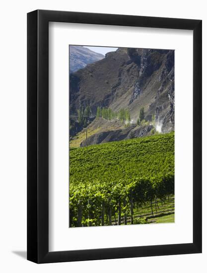 New Zealand, South Island, Otago, Gibbston, vineyard-Walter Bibikow-Framed Photographic Print