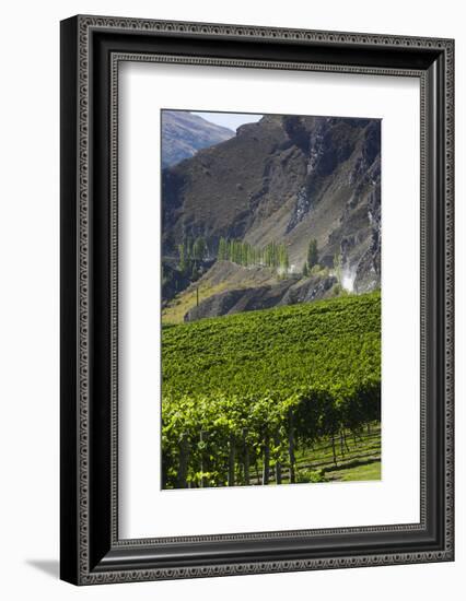 New Zealand, South Island, Otago, Gibbston, vineyard-Walter Bibikow-Framed Photographic Print