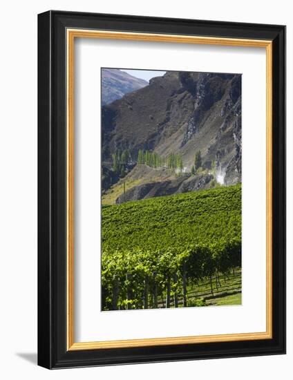 New Zealand, South Island, Otago, Gibbston, vineyard-Walter Bibikow-Framed Photographic Print