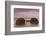 New Zealand, South Island, Otago, Moeraki, Moeraki Boulders, dusk-Walter Bibikow-Framed Photographic Print