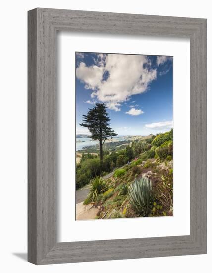 New Zealand, South Island, Otago, Otago Peninsula, Tropical Gardens-Walter Bibikow-Framed Photographic Print