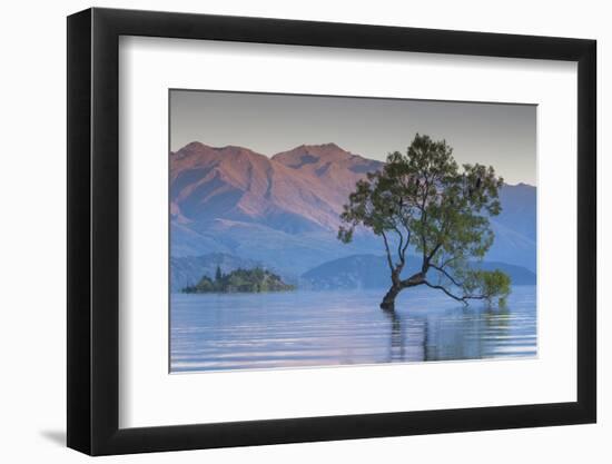 New Zealand, South Island, Otago, Wanaka, Lake Wanaka, solitary tree, dawn-Walter Bibikow-Framed Photographic Print